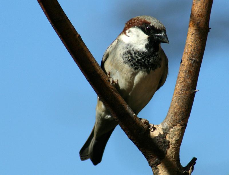 frieda 028.JPG - Dakmossie hoog in die herfssonnetjie